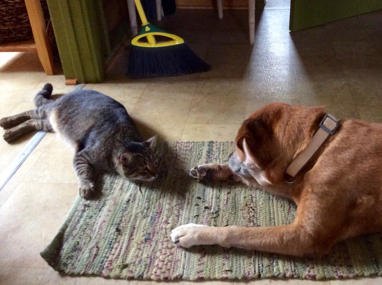 Ninja Kitty stares down an obliviously grooming Travis the dog