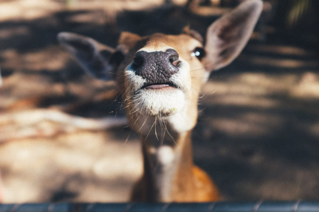 Close-up of Deer face by Jay Wennington from stocksnap.io