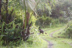 Feral pigs in the driveway by Judy K. Walker