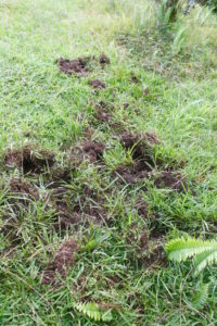 Yard where pig was rooting by Judy K. Walker