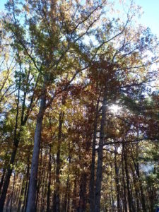 WV trees in autumn by Judy K. Walker