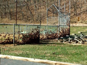 Playing field back stop with leaves by Paul Normann