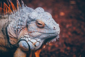 Iguana close-up by Nick Karvounis from stocksnap.io