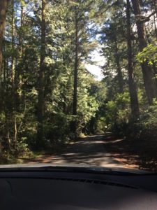 Fidalgo park canopy by Judy K. Walker