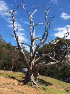 Tree on Fidalgo Island by Judy K. Walker