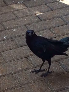 Grackle in Austin by Paul Normann