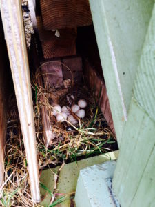 Chicken eggs laid under the edge of a house by Judy K. Walker