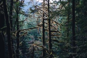 Thick, dark, coniferous forest