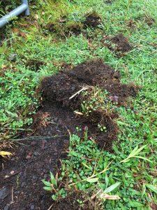 Ground disturbed by feral pigs in Hawaii