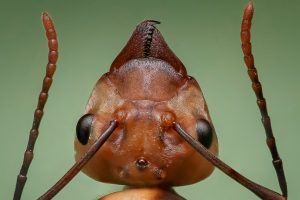Close-up of ant head