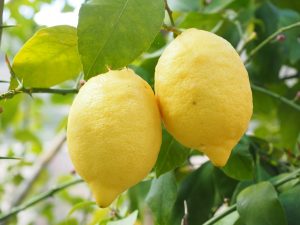 Two lemons on a tree