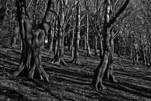 Forest with spooky trees