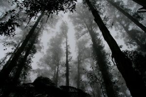 Spooky foggy forest