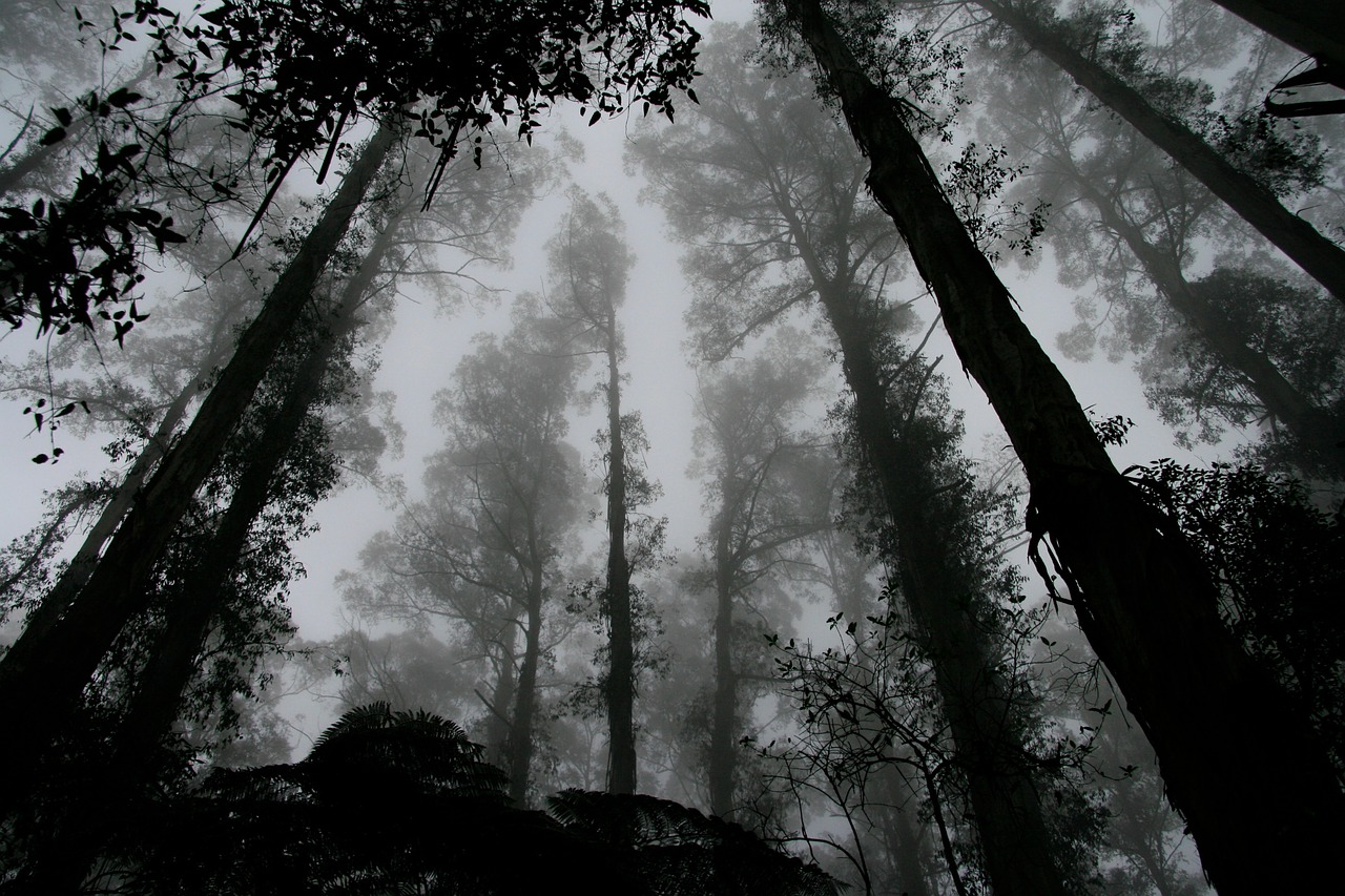 Spooky foggy forest