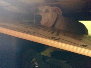 Our dog Fred hiding under the bed during a thunderstorm