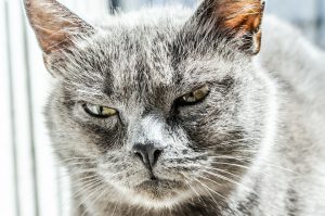 gray cat with an angry face