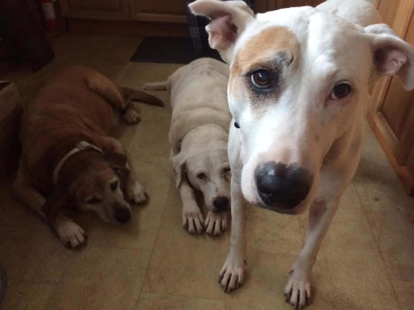 Dogs Fred, Fritz, and Travis in the kitchen