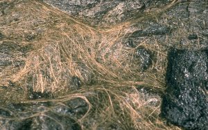 Close-up of Pelé’s hair volcanic glass, by D.W. Peterson - volcanoes.usgs.gov