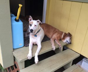 Our dogs Fred and Travis lying on the top step of our entry