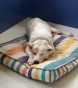 Our dog Fred on his bed on the lanai