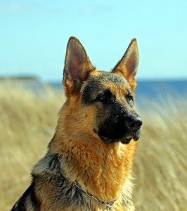 German shepherd with ears erect