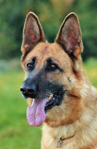 German shepherd head shot