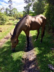 Horse grazing in a Big Island neighborhood