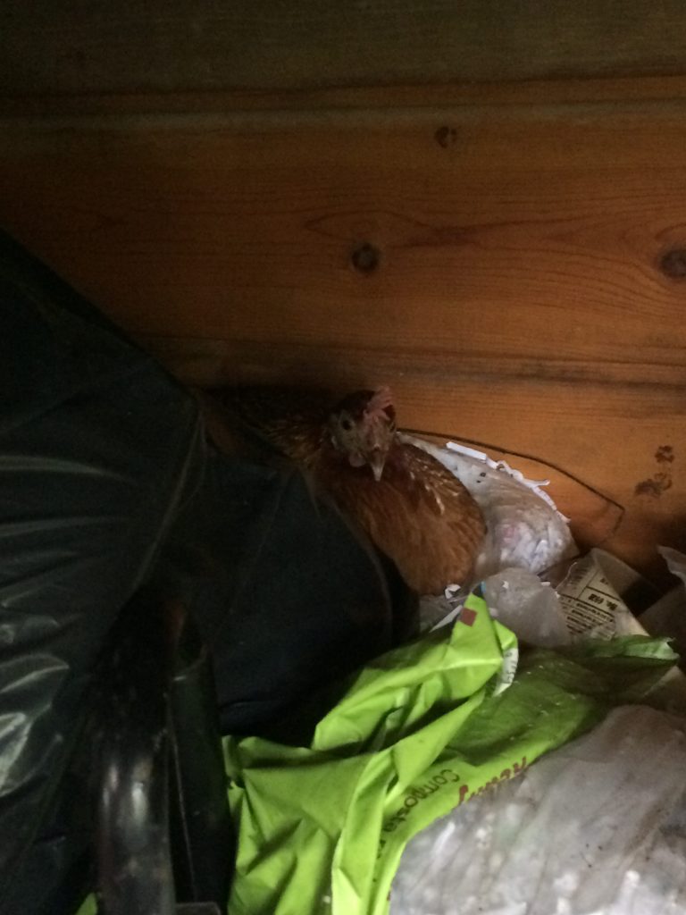 Hen roosting on our carport before Hurricane Lane