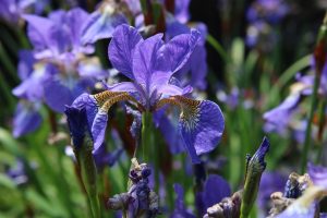 Purple irises in the sun