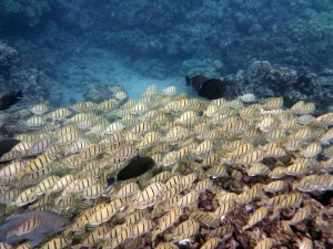 School of convict tang and other fish in Hanauma Bay, Oahu