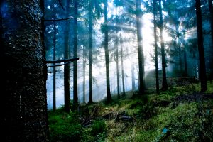 foggy forest at the morning at autumn