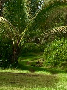 Feral pigs in our East Hawaii driveway (October 2018, Judy K. Walker)