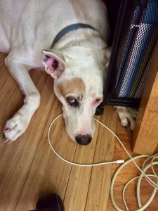 Fred the dog hides under my desk, slightly stoned because of thunderstorms.