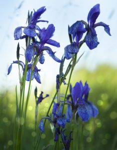 Blue-violet wild irises on a green meadow