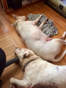 Dogs Fritz and Fred block the writer's chair