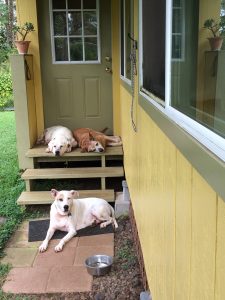 Dogs Fritz, Travis, and Fred lie on the front steps