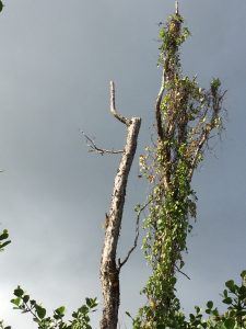 Dead ohia tree snapped off during high winds in East Hawaii January 2019