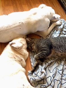 Dogs Fred and Fritz and Ninja Kitty take a nap together