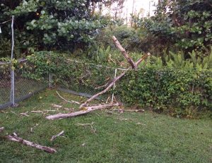 Ohia tree debris fallen over a chain link fence in East Hawaii January 2019