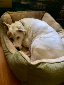 Fred the dog in his bed