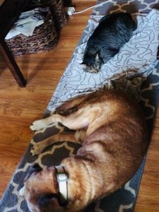 Ninja Kitty and Travis the dog lying on a rug together
