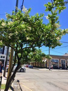 Blooming sweet olive tree on our old street