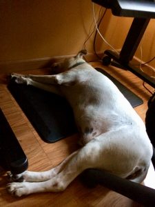 My dog Fred lying under my desk, heavily medicated because of thunderstorms