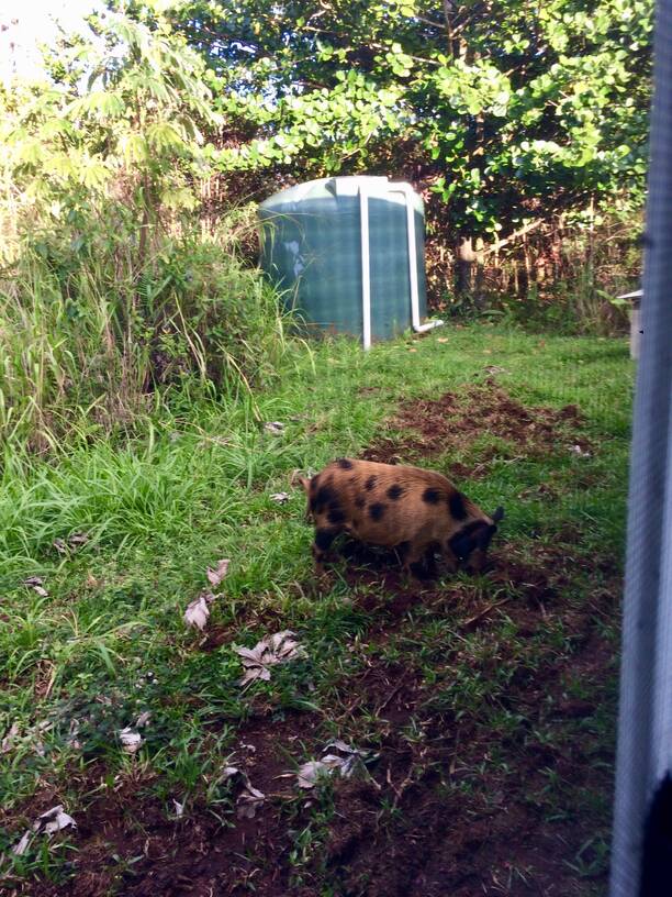 A feral pig seen through the screen, rooting outside my window