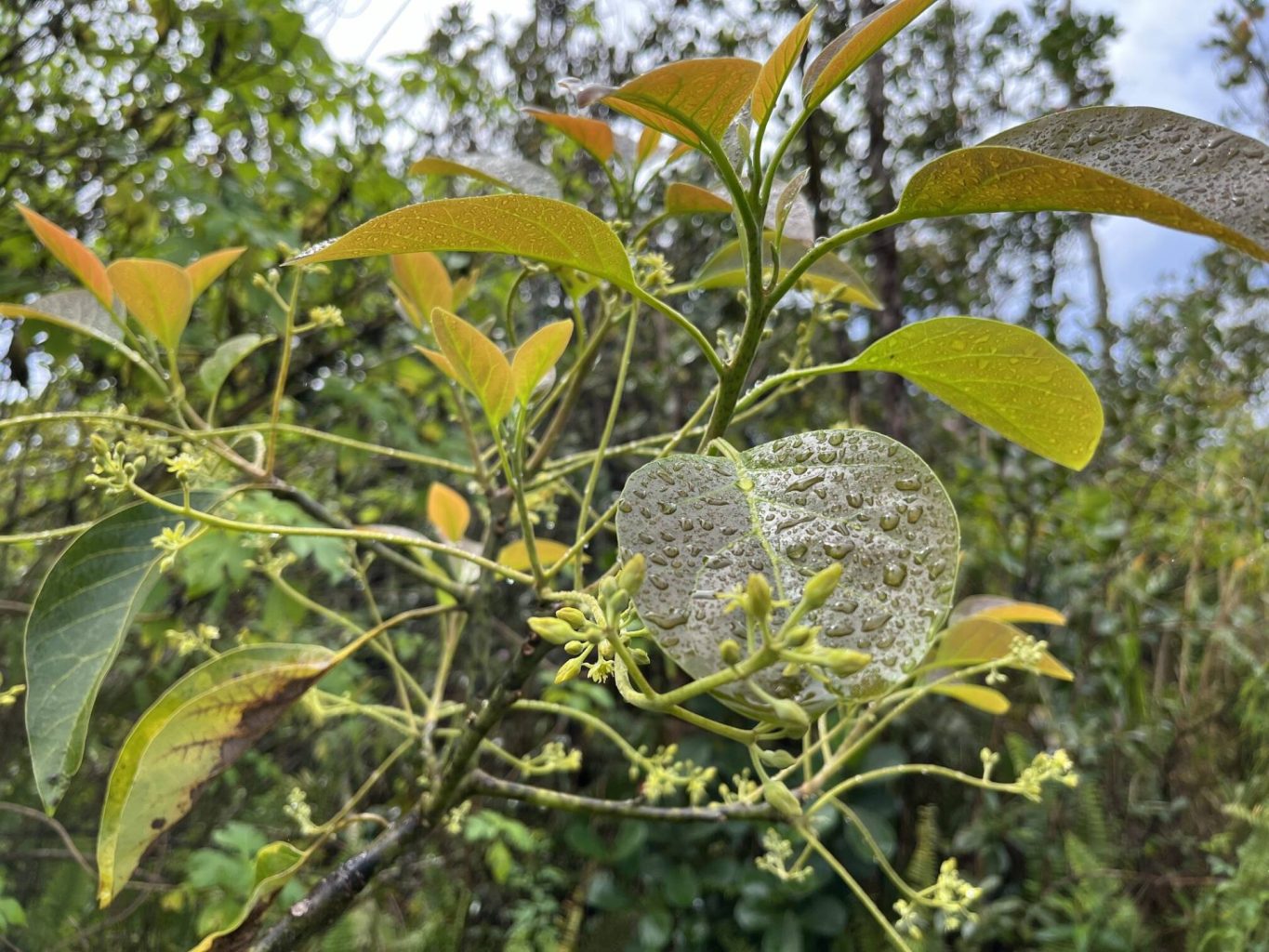 Avocado leaves and flowers wet with rain